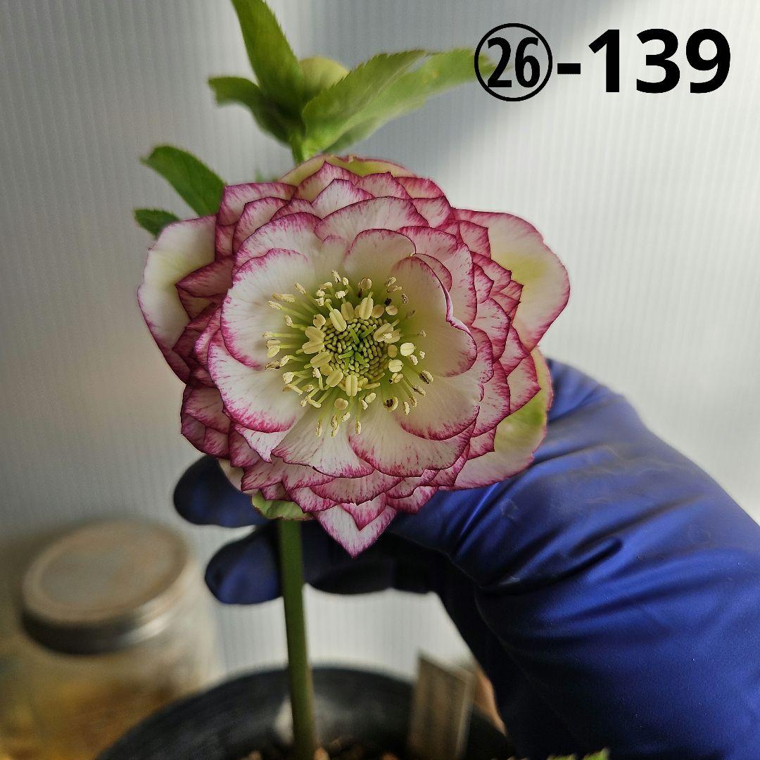 蒼ララ様ご購入苗㉖-139㉖-216クリスマスローズ 園芸ネット本店｜若泉ファームさんのクリスマスローズ：25-65ダブル