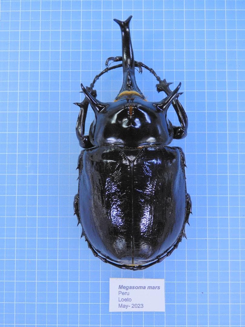 あ*あ様 ペルー産マルスゾウカブト　110mm マルスゾウカブト｜ドルクスダンケ