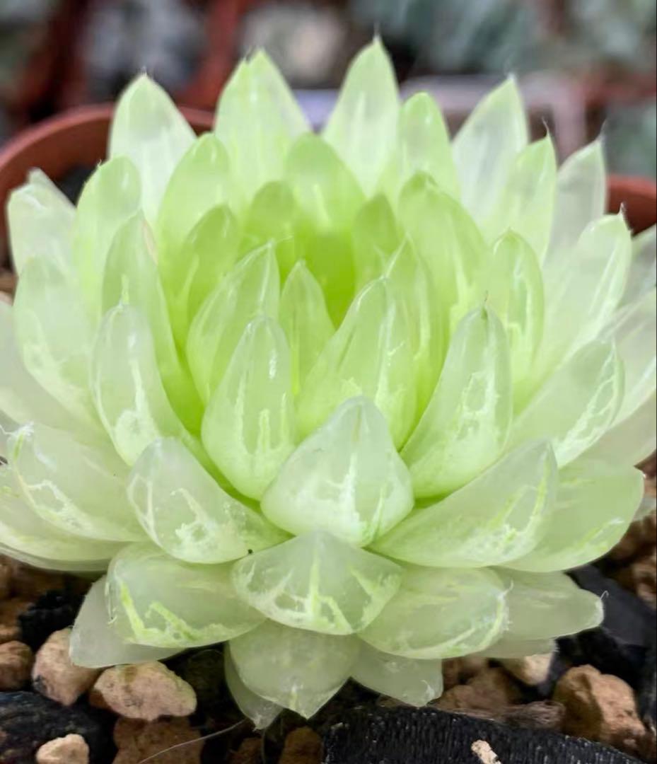 一*様 多肉植物　ハオルチア　太陽の恋人　エメラルドLED変異黄琥珀斑 糊斑 糊斑のハオルチア(白蛇伝・白銀の露など)の購入時の注意点/派手斑や全