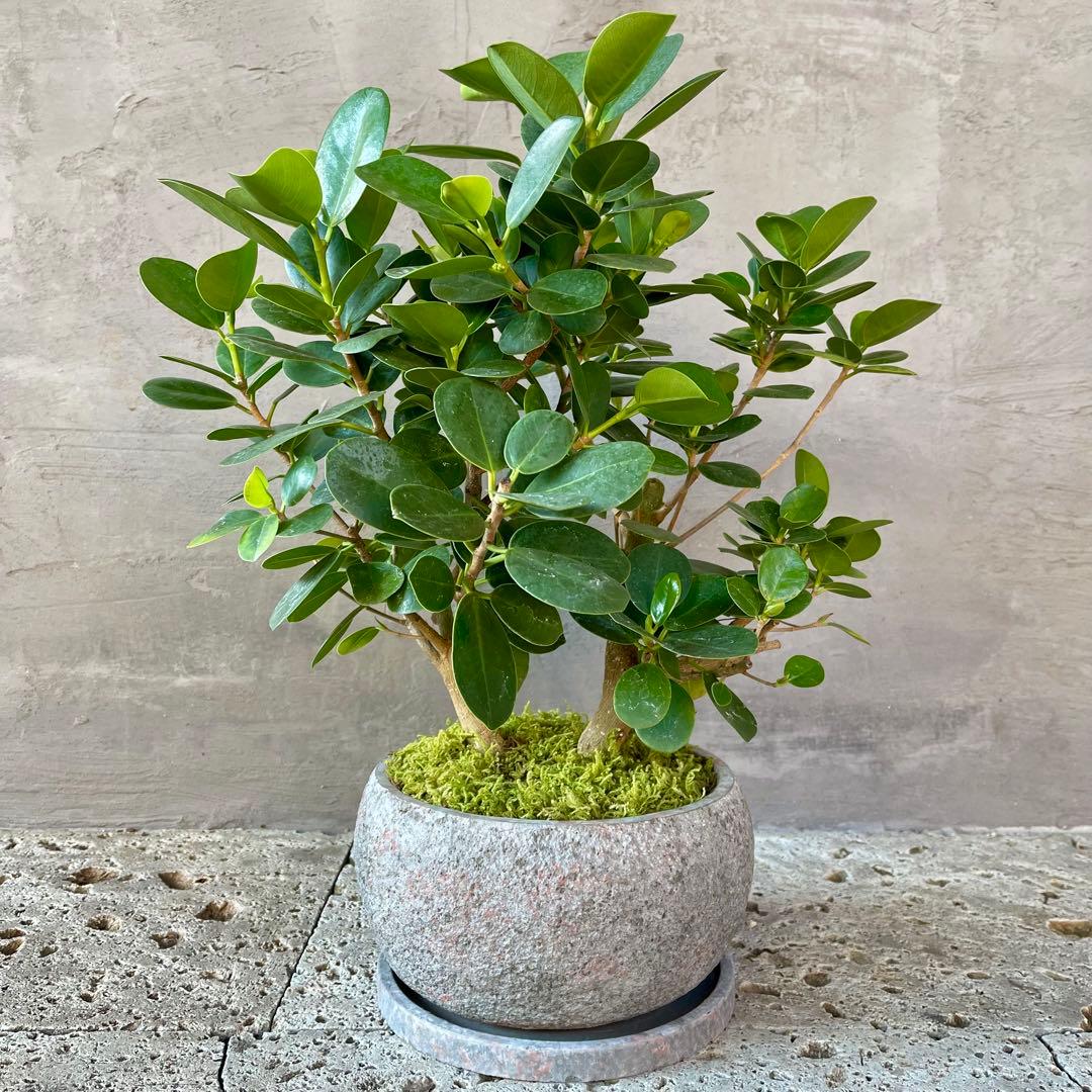 パンダガジュマル　天然苔　盆栽仕立て　陶器鉢　植え込み発送 パンダガジュマル 天然苔 盆栽仕立て 陶器鉢 植え込み発送 - メルカリ