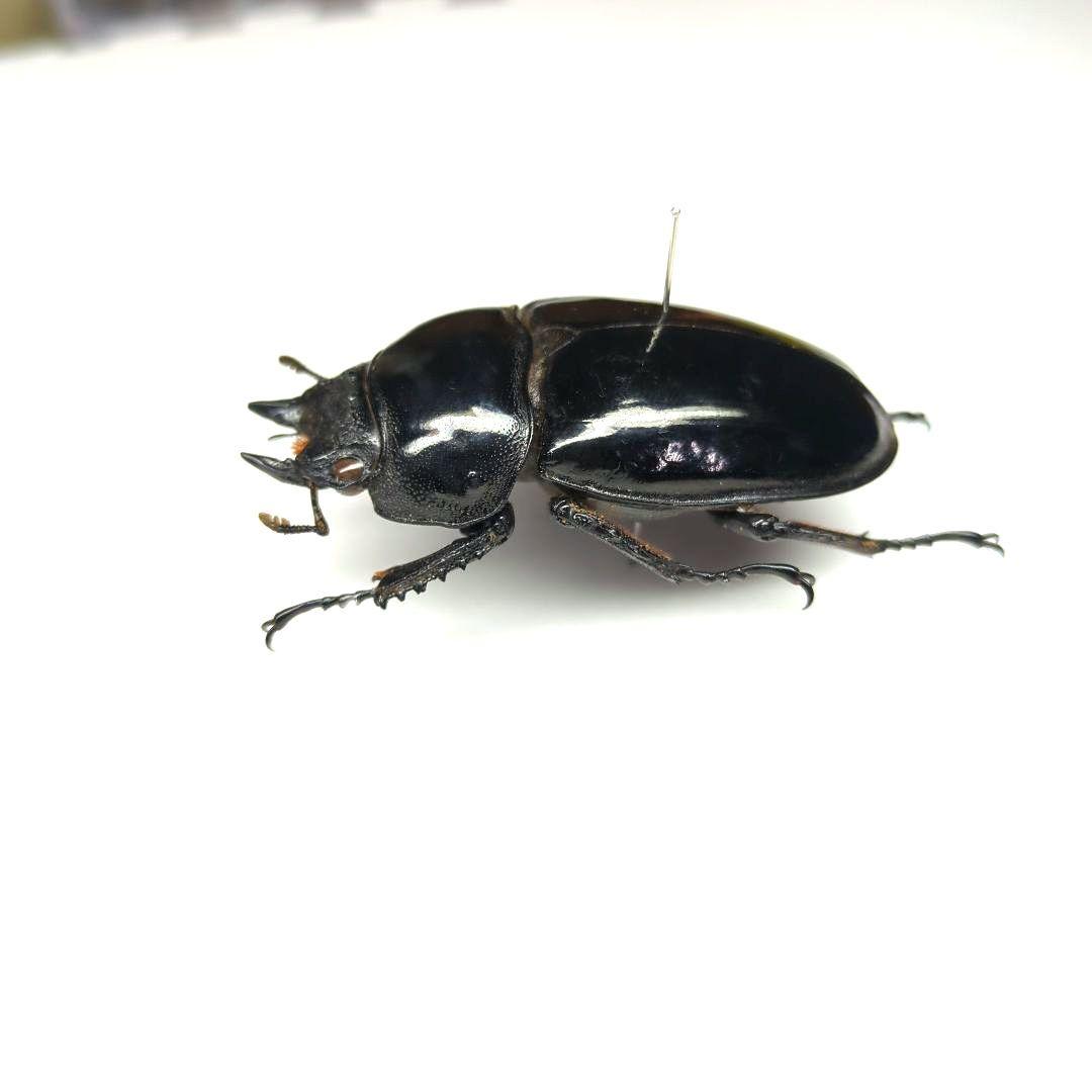 極太 タランドゥスオオツヤクワガタ ♀ 標本 - メルカリ