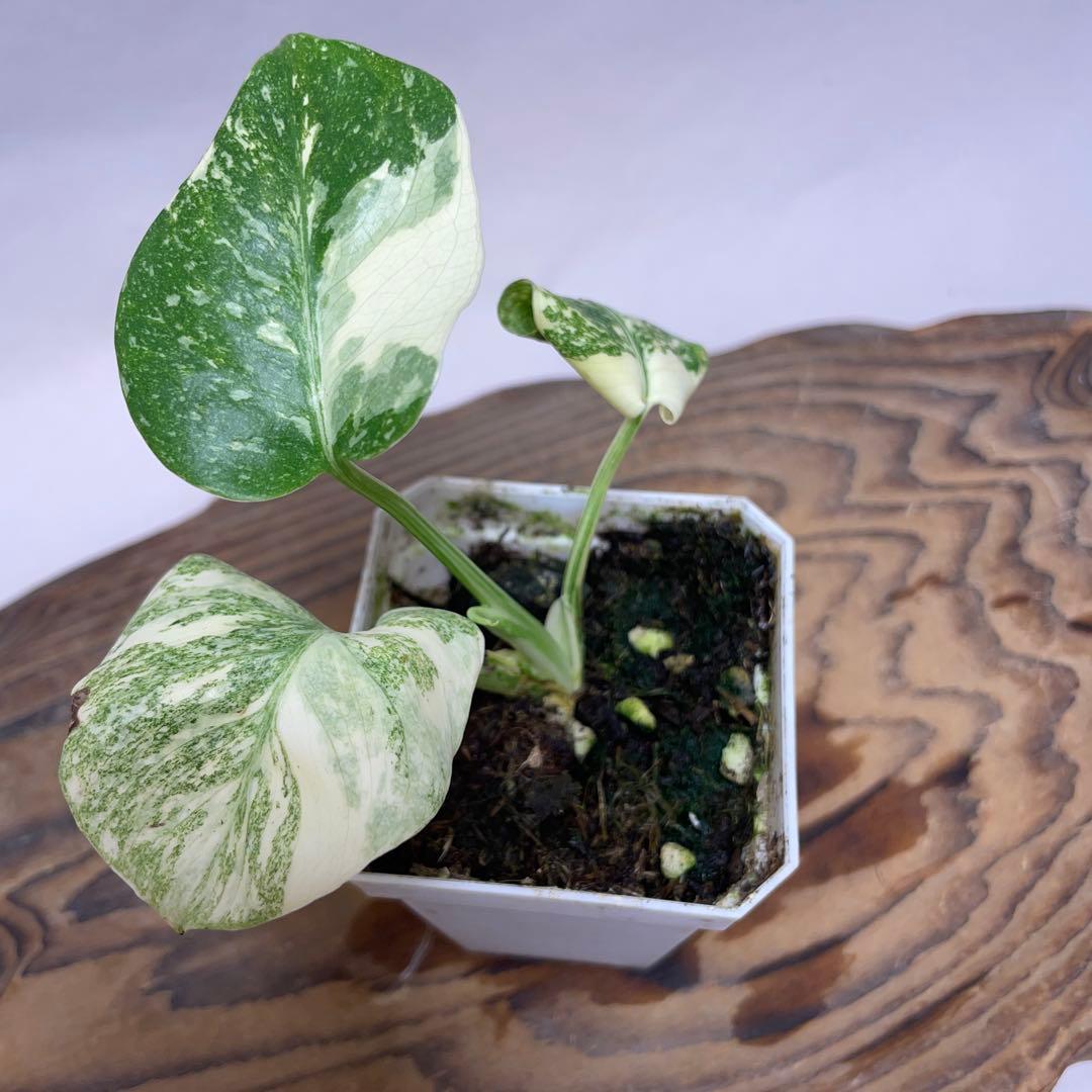 Q118モンステラ デリシオーサ レガシー 斑入り - メルカリ