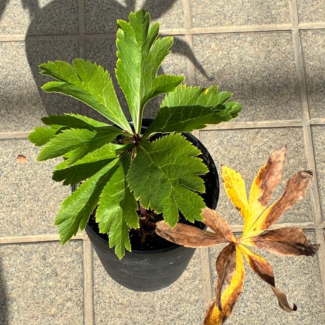 バ*カ様 ☘️限定1株☘️未株分け☘️3354⭐️小輪⭐️オーレア⭐️真紅⭐️ぼ